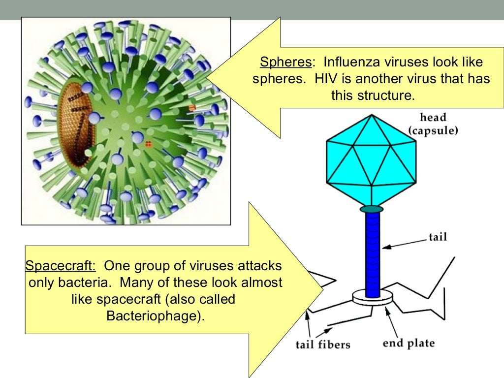 virus presentation