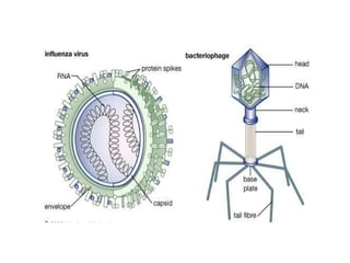 Virology an overview of Structure and role of viruses | PPTX