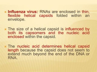  Influenza virus: RNAs are enclosed in thin,
flexible helical capsids folded within an
envelope.
 The size of a helical capsid is influenced by
both its capsomers and the nucleic acid
enclosed within the capsid.
 The nucleic acid determines helical capsid
length because the capsid does not seem to
extend much beyond the end of the DNA or
RNA.
 