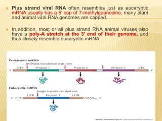 Plus strand viral RNA often resembles just as eucaryotic
mRNA usually has a 5′ cap of 7-methylguanosine, many plant
and animal viral RNA genomes are capped.
 In addition, most or all plus strand RNA animal viruses also
have a poly-A stretch at the 3′ end of their genome, and
thus closely resemble eucaryotic mRNA.
 