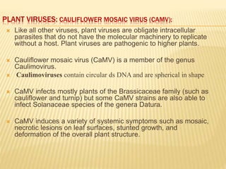 PLANT VIRUSES: CAULIFLOWER MOSAIC VIRUS (CAMV):
 Like all other viruses, plant viruses are obligate intracellular
parasites that do not have the molecular machinery to replicate
without a host. Plant viruses are pathogenic to higher plants.
 Cauliflower mosaic virus (CaMV) is a member of the genus
Caulimovirus.
 Caulimoviruses contain circular ds DNA and are spherical in shape
 CaMV infects mostly plants of the Brassicaceae family (such as
cauliflower and turnip) but some CaMV strains are also able to
infect Solanaceae species of the genera Datura.
 CaMV induces a variety of systemic symptoms such as mosaic,
necrotic lesions on leaf surfaces, stunted growth, and
deformation of the overall plant structure.
 