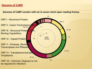 ORF I - Movement Protein.
ORF II - Insect Transmission Factor.
ORF III - Structural Protein, DNA-
Binding Capabilities.
ORF IV - Capsid Protein.
ORF V - Protease, Reverse
Transcriptase and RNaseH.
ORF VI - Translational Activator
Viroplasmin,
ORF VII - Unknown (Appears to not
be required for infection)
Genome of CaMV
Genome of CaMV contain with six to seven short open reading frames
 