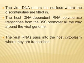  The viral DNA enters the nucleus where the
discontinuities are filled in.
 The host DNA-dependent RNA polymerase
transcribes from the 35S promoter all the way
around the viral genome,
 The viral RNAs pass into the host cytoplasm
where they are transcribed.
 
