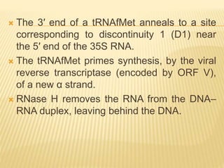  The 3′ end of a tRNAfMet anneals to a site
corresponding to discontinuity 1 (D1) near
the 5′ end of the 35S RNA.
 The tRNAfMet primes synthesis, by the viral
reverse transcriptase (encoded by ORF V),
of a new α strand.
 RNase H removes the RNA from the DNA–
RNA duplex, leaving behind the DNA.
 