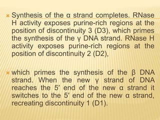  Synthesis of the α strand completes. RNase
H activity exposes purine-rich regions at the
position of discontinuity 3 (D3), which primes
the synthesis of the γ DNA strand. RNase H
activity exposes purine-rich regions at the
position of discontinuity 2 (D2),
 which primes the synthesis of the β DNA
strand. When the new γ strand of DNA
reaches the 5′ end of the new α strand it
switches to the 5′ end of the new α strand,
recreating discontinuity 1 (D1).
 