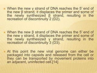  When the new γ strand of DNA reaches the 5′ end of
the new β strand, it displaces the primer and some of
the newly synthesized β strand, resulting in the
recreation of discontinuity 2 (D2).
 When the new β strand of DNA reaches the 5′ end of
the new γ strand, it displaces the primer and some of
the newly synthesized γ strand, resulting in the
recreation of discontinuity 3 (D3).
 At this point the new viral genome can either be
packaged into capsids and released from the cell or
they can be transported by movement proteins into
an adjacent, uninfected cell.[14]
 
