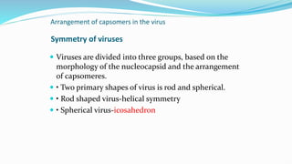 Arrangement of capsomers in the virus
Symmetry of viruses
 Viruses are divided into three groups, based on the
morphology of the nucleocapsid and the arrangement
of capsomeres.
 • Two primary shapes of virus is rod and spherical.
 • Rod shaped virus-helical symmetry
 • Spherical virus-icosahedron
 