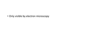 • Only visible by electron microscopy
 