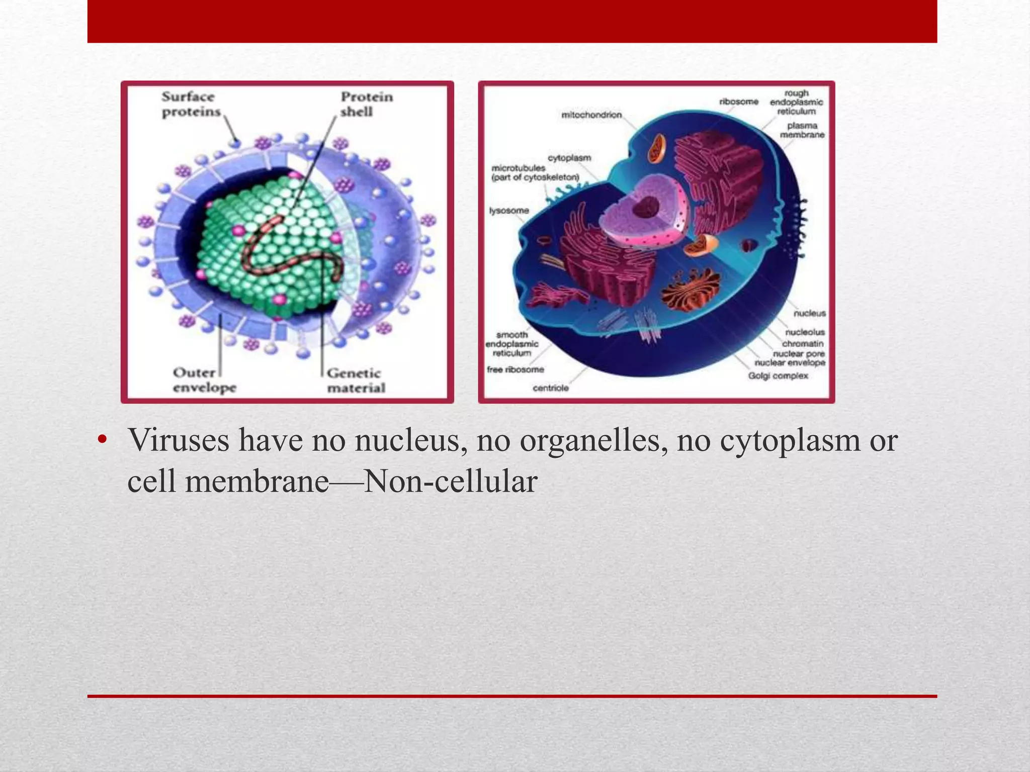 • Viruses have no nucleus, no organelles, no cytoplasm or
cell membrane—Non-cellular
 