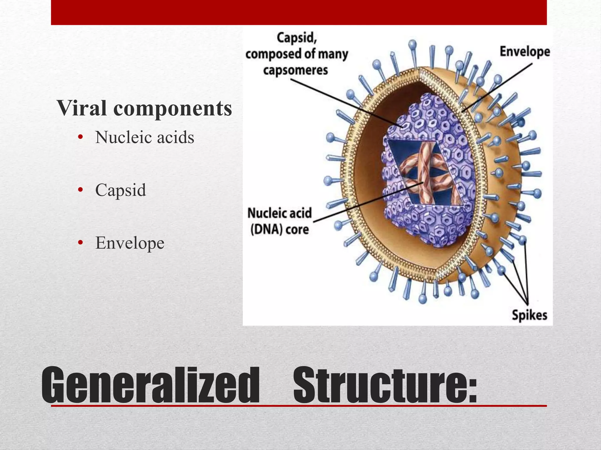 Generalized Structure:
Viral components
• Nucleic acids
• Capsid
• Envelope
 