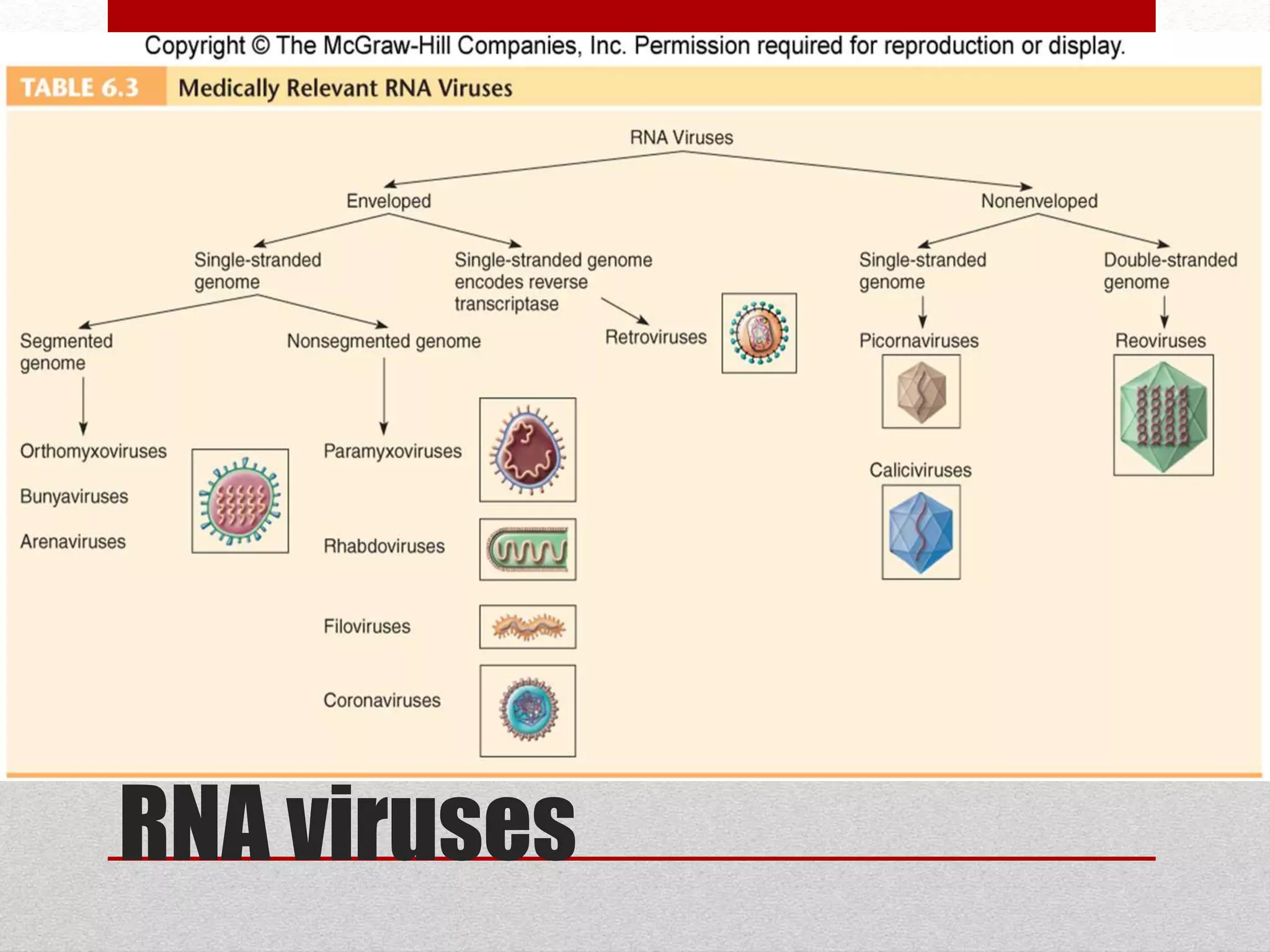RNA viruses
 