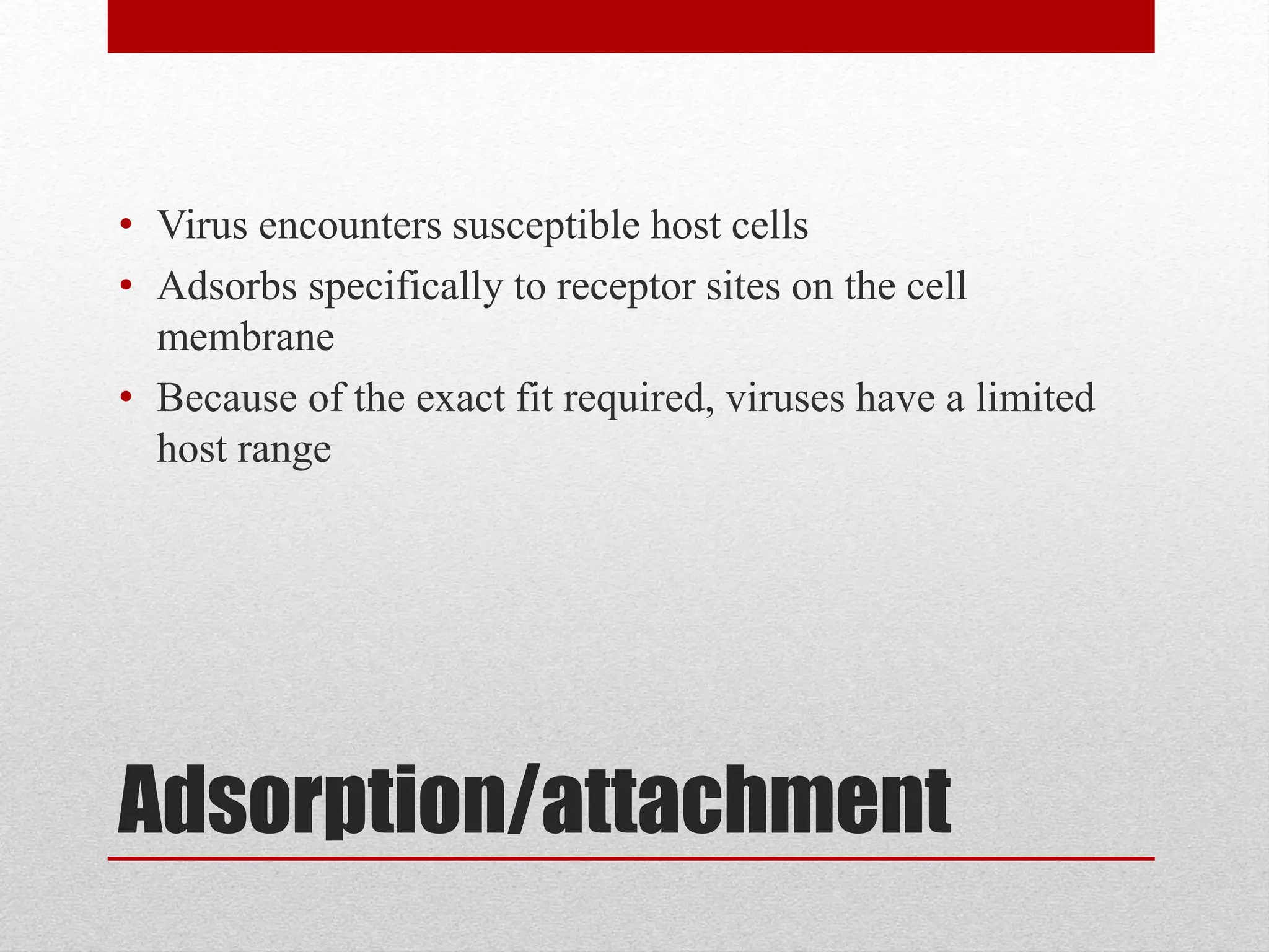 Adsorption/attachment
• Virus encounters susceptible host cells
• Adsorbs specifically to receptor sites on the cell
membrane
• Because of the exact fit required, viruses have a limited
host range
 