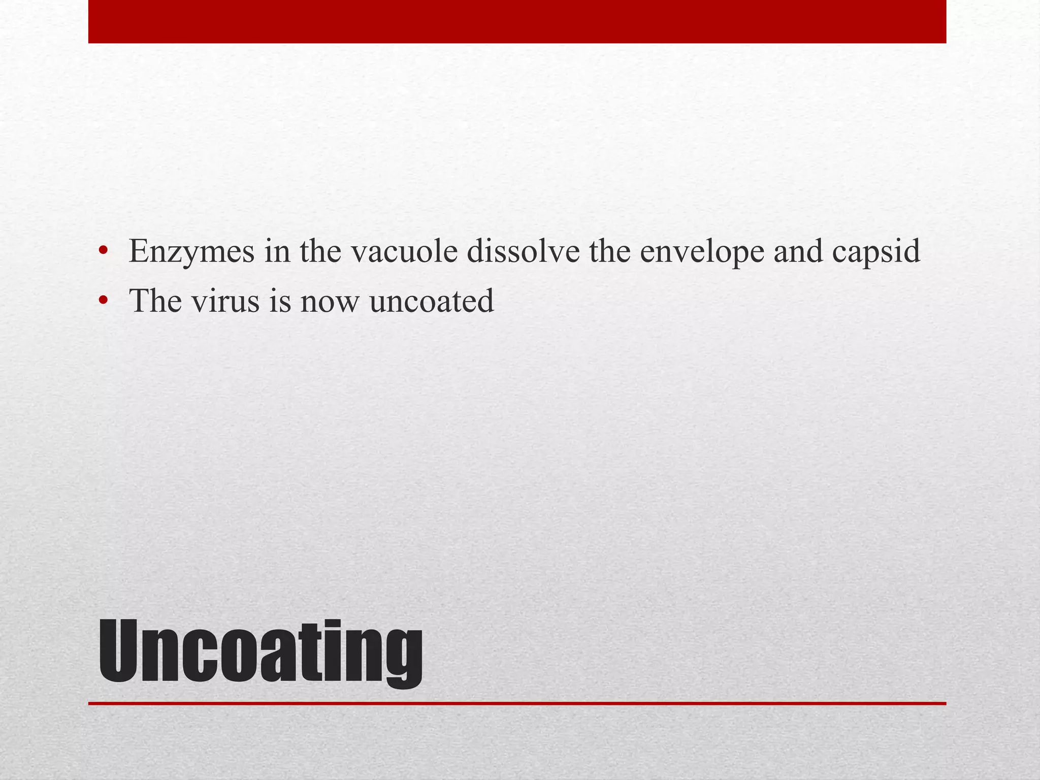 Uncoating
• Enzymes in the vacuole dissolve the envelope and capsid
• The virus is now uncoated
 
