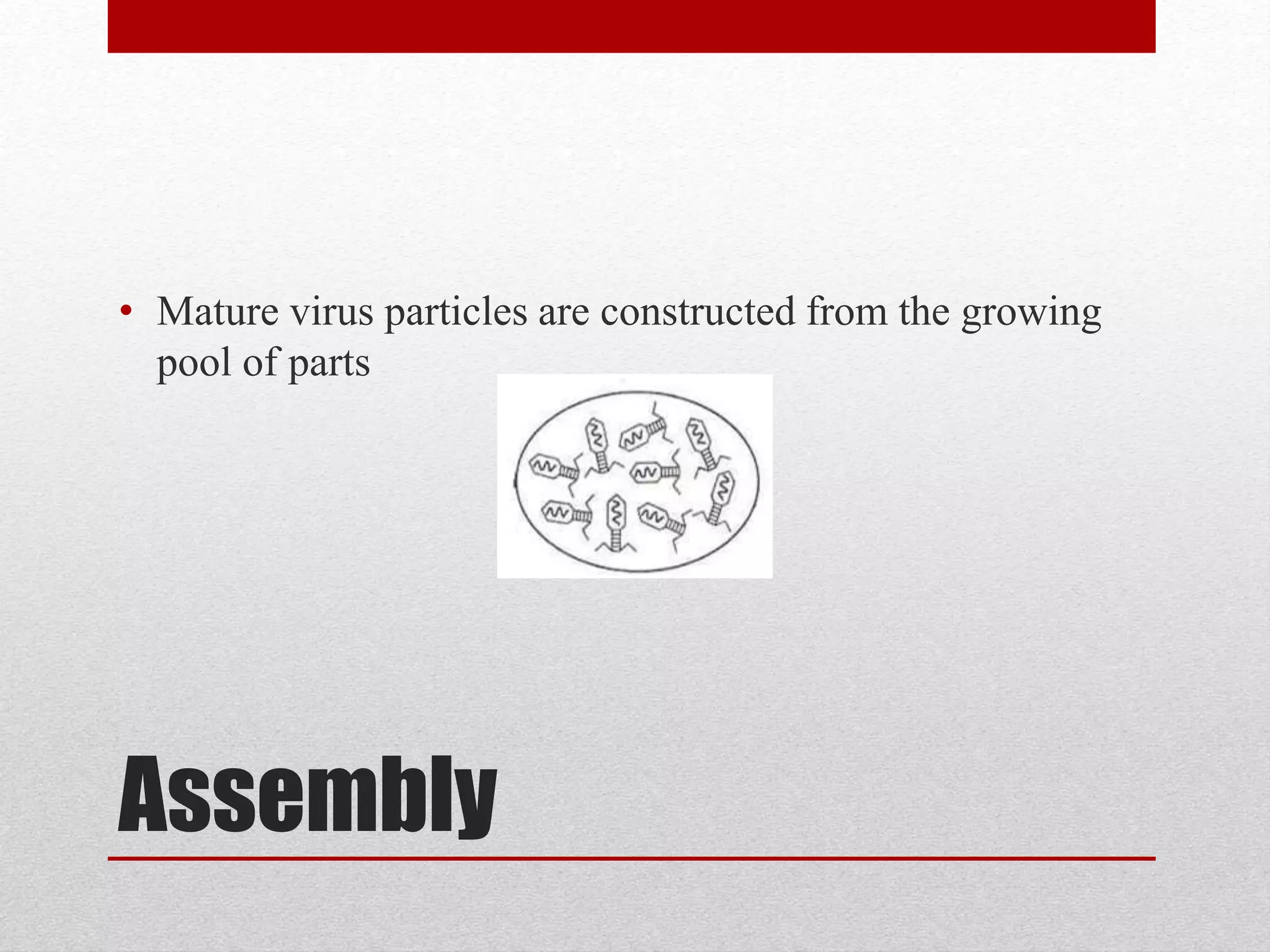 Assembly
• Mature virus particles are constructed from the growing
pool of parts
 