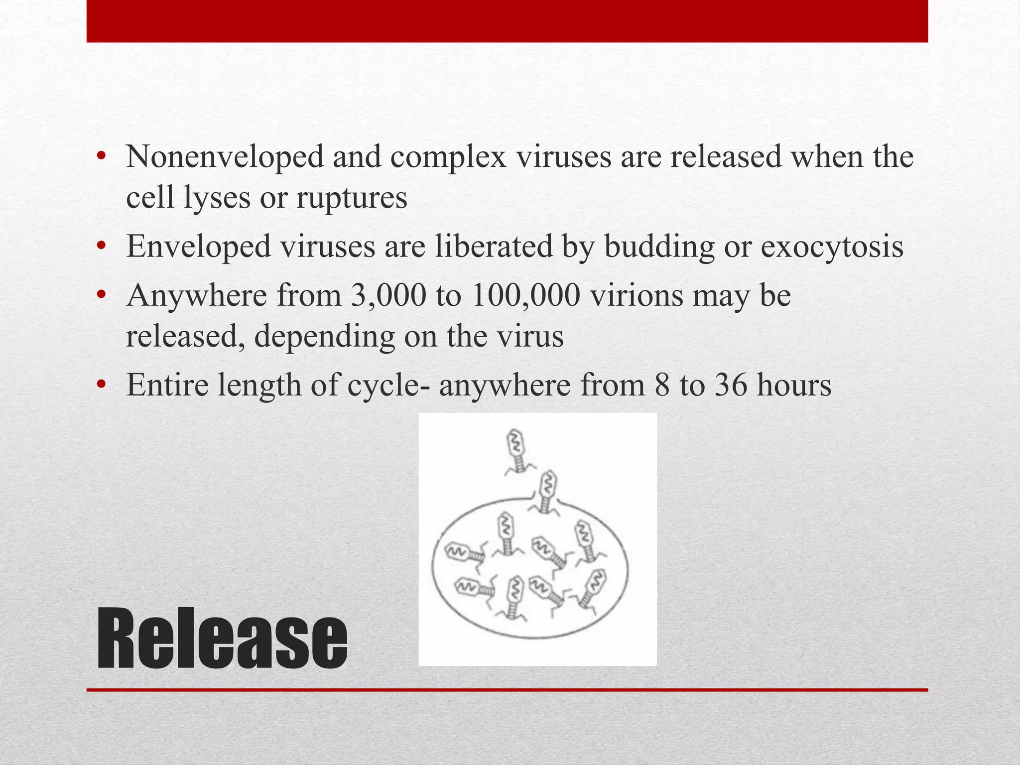 Release
• Nonenveloped and complex viruses are released when the
cell lyses or ruptures
• Enveloped viruses are liberated by budding or exocytosis
• Anywhere from 3,000 to 100,000 virions may be
released, depending on the virus
• Entire length of cycle- anywhere from 8 to 36 hours
 