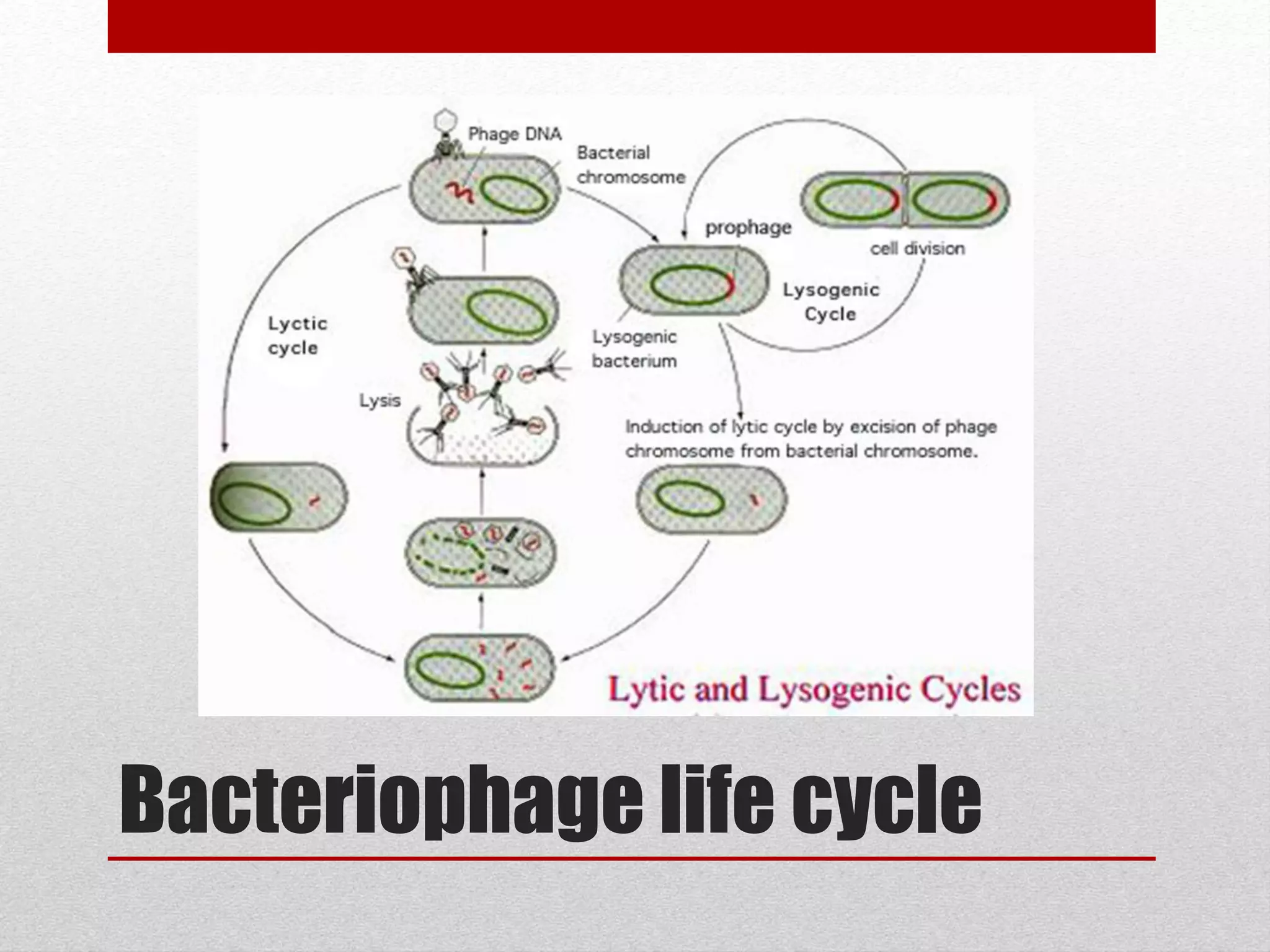 Bacteriophage life cycle
 
