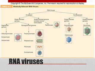 Viruses, structure, classification and characteristics | PPTX