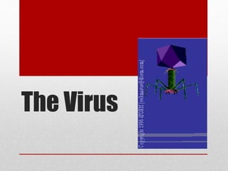 The Virus
 
