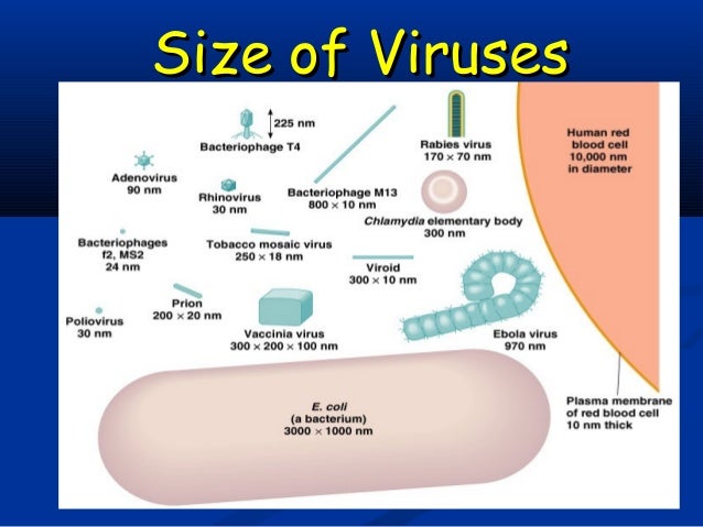viruses viroids and prions size of viruses