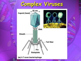Complex Virus Structure Examples Viruses, viroids, and prions | PPT