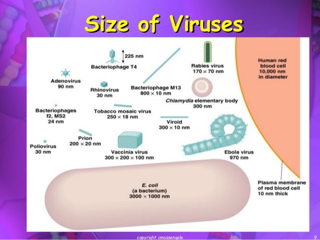 Viruses viroids and prions