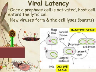 Viruses | PDF