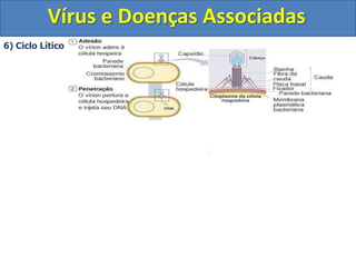 Portanto, os vírus necessitam da via metabólica da célula para replicarem-se.Para estudarmos a reprodução viral vamos analisar a reprodução do bacteriófago, parasita intracelular de bactérias.Bacteriófago