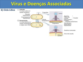 Vírus e Doenças Associadas5)  Reprodução ViralOs bacteriófagos possuem dois tipos de reprodução:Ciclo lítico: Termina com a lise e a morte da célula hospedeira.Ciclo lisogênico: A célula hospedeira permanece viva.