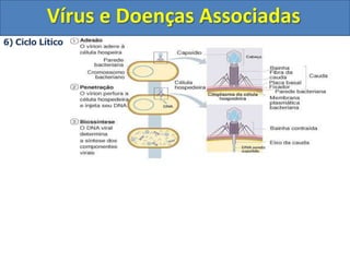 Vírus e Doenças Associadas6) Ciclo Lítico