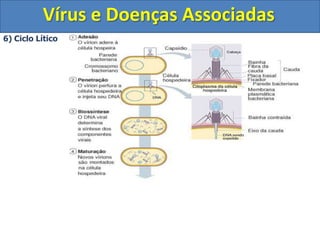 Vírus e Doenças Associadas6) Ciclo Lítico