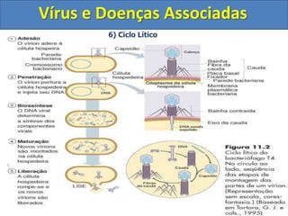 Vírus e Doenças Associadas6) Ciclo Lítico