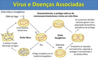 Vírus e Doenças Associadas6) Ciclo Lítico