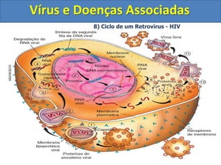 Vírus e Doenças Associadas7) Conseqüências do ciclo lisogênicoGenoma viralCélulas contendo o genoma viral (profago) são imunes à reinfecção por um fago da mesma espécie.As células hospedeiras podem vir a apresentar novas características. Ex: A toxina produzida pela bactéria causadora do botulismo Clostridiumbotulinum, é codificada por um gene de um profago.Permite a transdução bacteriana (tipo de reprodução sexuada em bactérias)