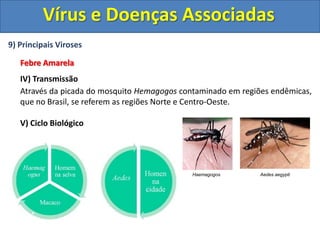 Vírus e Doenças Associadas9) Principais VirosesAIDS  -  (Síndrome da Imunodeficiência Humana)Ao entrar no organismo o vírus HIV pode permanecer latente “escondido” no cromossomo dos linfócitos CD4, e dessa maneira, não é detectado pelo sistema imune.