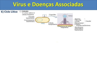 As demais enzimas necessárias para a síntese protéica, síntese de ribossomos, RNAt, RNAm e ATP são fornecidas pela célula hospedeira.