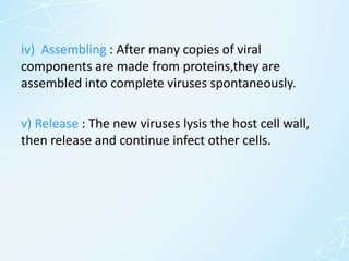 iv) Assembling : After many copies of viral
components are made from proteins,they are
assembled into complete viruses spontaneously.
v) Release : The new viruses lysis the host cell wall,
then release and continue infect other cells.
 