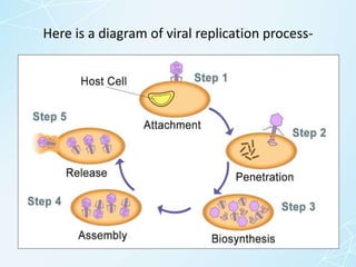 Here is a diagram of viral replication process-
 