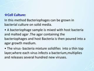 ☆Cell Culture:
In this method Bacteriophages can be grown in
bacterial culture on solid media.
• A bacteriophage sample is mixed with host bacteria
and malted agar .The agar containing the
bacteriophages and host Bacteria is then poured into a
agar growth medium.
• The virus- bacteria mixture solidifies into a thin top
layer,where each virus infects a bacterium,multiplies
and releases several hundred new viruses.
 