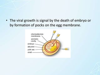 • The viral growth is signal by the death of embryo or
by formation of pocks on the egg membrane.
 