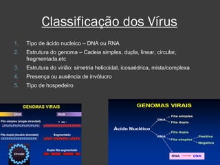 Classificação dos Vírus Tipo de ácido nucleico – DNA ou RNA Estrutura do genoma – Cadeia simples, dupla, linear, circular, fragmentada,etc Estrutura do virião: simetria helicoidal, icosaédrica, mista/complexa Presença ou ausência de invólucro Tipo de hospedeiro 
