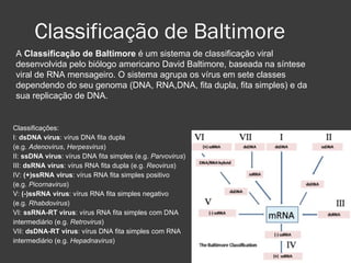 Classificação de Baltimore A  Classificação de Baltimore  é um sistema de classificação viral desenvolvida pelo biólogo americano David Baltimore, baseada na síntese viral de RNA mensageiro. O sistema agrupa os vírus em sete classes dependendo do seu genoma (DNA, RNA,DNA, fita dupla, fita simples) e da sua replicação de DNA.  Classificações: I:  dsDNA virus : vírus DNA fita dupla (e.g.  Adenovirus ,  Herpesvirus ) II:  ssDNA virus : vírus DNA fita simples (e.g.  Parvovirus ) III:  dsRNA virus : vírus RNA fita dupla (e.g.  Reovirus ) IV:  (+)ssRNA virus : vírus RNA fita simples positivo (e.g.  Picornavirus ) V:  (-)ssRNA virus : vírus RNA fita simples negativo (e.g.  Rhabdovirus ) VI:  ssRNA-RT virus : vírus RNA fita simples com DNA intermediário (e.g.  Retrovirus ) VII:  dsDNA-RT virus : vírus DNA fita simples com RNA intermediário (e.g.  Hepadnavirus ) 