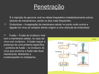 Penetração É a injecção do genoma viral na célula hospedeira (metabolicamente activa) através de mecanismos, sendo os dois mais frequentes: Endocitose – Invaginação da membrana celular no ponto onde ocorre a ligação do vírus ao receptor dando origem a uma vesícula de endocitose Fusão – Fusão do invólucro viral com a membrana celular, no caso de vírus com invólucro.  A fusão requer a presença de uma proteína específica – porteína de fusão – no invólucro do vírus que promove a fusão das duas membranas, libertando a nucleocapside no citoplasma. 