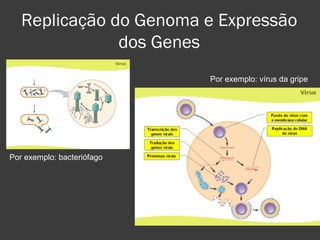 Replicação do Genoma e Expressão dos Genes Por exemplo: bacteriófago Por exemplo: vírus da gripe  