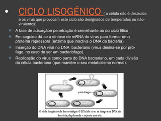 CICLO LISOGÉNICO  ( a célula não é destruída e os vírus que provocam este ciclo são designados de temperados ou não-virulentos)‏ A fase de adsorçãoe penetração é semelhante ao do ciclo lítico Em seguida dá-se a síntese de mRNA do vírus para formar uma proteína repressora (enzima que inactiva o DNA da bactéria)‏ Inserção do DNA viral no DNA  bacteriano (vírus desina-se por pró-fago, no caso de ser um bacteriófago). Replicação do vírus como parte do DNA bacteriano, em cada divisão da célula bacteriana (que mantém o seu metabolismo normal). 