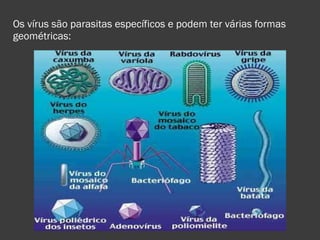 Os vírus são parasitas específicos e podem ter várias formas geométricas: 