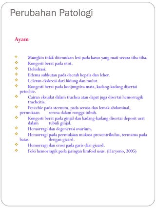 Perubahan Patologi
Ayam
 Mungkin tidak ditemukan lesi pada kasus yang mati secara tiba-tiba.
 Kongesti berat pada otot.
 Dehidrasi.
 Edema subkutan pada daerah kepala dan leher.
 Leleran ekskresi dari hidung dan mulut.
 Kongesti berat pada konjungtiva mata, kadang-kadang disertai
petechie.
 Cairan eksudat dalam trachea atau dapat juga disertai hemorragik
tracheitis.
 Petechie pada sternum, pada serosa dan lemak abdominal,
permukaan serosa dalam rongga tubuh.
 Kongesti berat pada ginjal dan kadang-kadang disertai deposit urat
dalam tubuli ginjal.
 Hemorragi dan degenerasi ovarium.
 Hemorragi pada permukaan mukosa proventrikulus, terutama pada
batas dengan gizard.
 Hemorragi dan erosi pada garis dari gizard.
 Foki hemorragik pada jaringan limfoid usus. (Haryono, 2005)
 