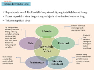 Sel Inang Virus | PPSX