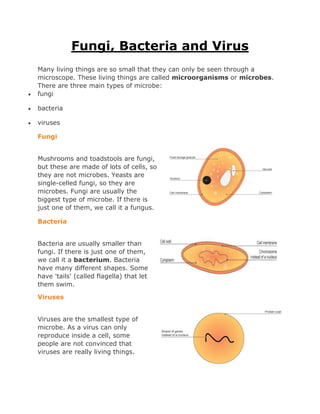 Fungi Bacteria And Viruses