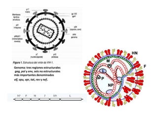 Genoma: tres regiones estructurales
gag, pol y env, seis no estructurales
más importantes denominados
vif, vpu, vpr, tat, rev y nef.
 