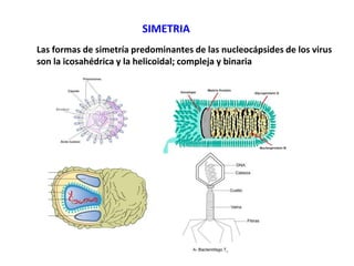 SIMETRIA
Las formas de simetría predominantes de las nucleocápsides de los virus
son la icosahédrica y la helicoidal; compleja y binaria
 